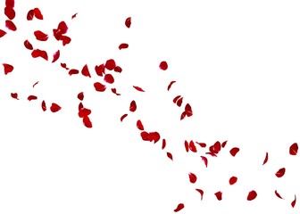 The petals of a red rose fly far into the distance