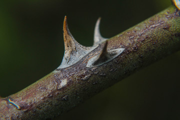 Makroaufnahme von Bornen einer Rose