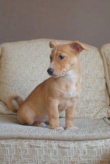 Cute brown dog puppy