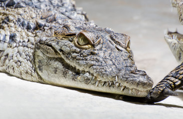 a crocodile annoys another crocodile / ein krokodil ärgert ein anderes krokodil