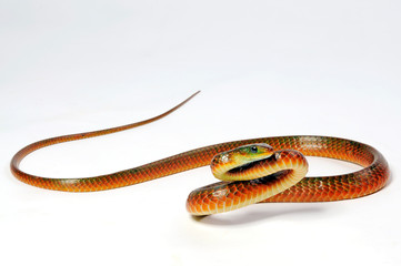 Waglers Zornnatter / Südamerikanische Zornnatter (Chironius scurrulus) smooth machete savane