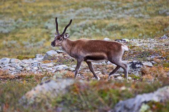 reindeer grazing in nature © photosaint