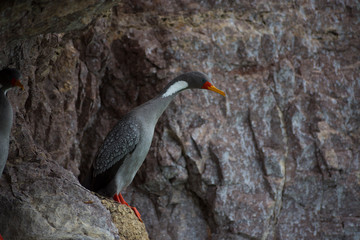 cormorán gris