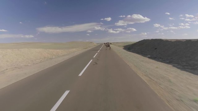 Camel crossing road filmed while driving in mongolia