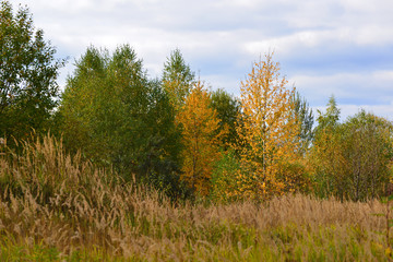 Fototapeta premium Beautiful autumn landscape with deciduous trees and grass