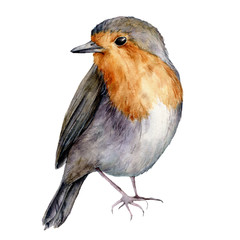 Watercolor robin. Hand painted Christmas bird isolated on white background. Holiday nature illustration for design, print or background.