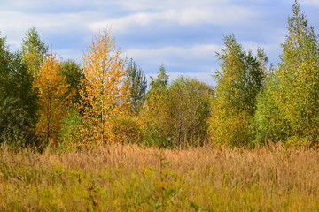 autumn landscape with deciduous trees and grass
