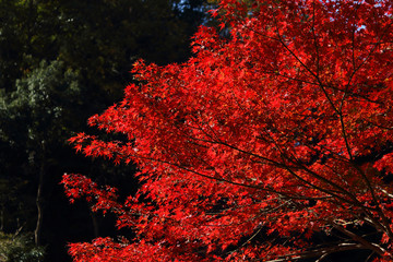 紅葉・もみじ