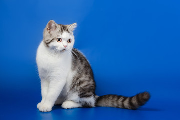 Fototapeta na wymiar Portrait of Scottish Straight kitten lying on blue background 