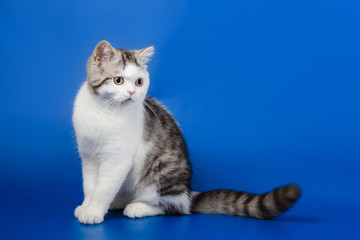 Portrait of Scottish Straight kitten lying on blue background 