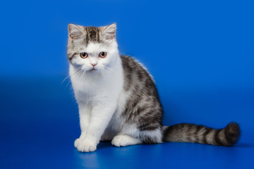 Fototapeta na wymiar Portrait of Scottish Straight kitten lying on blue background 