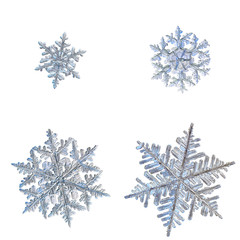 Four snowflakes isolated on white background. Macro photo of real snow crystals: elegant stellar...