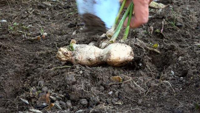 Frau bei der Inger ernte im Garten, Zingiber officinale, Ingwerwurzel, Gartenarbeit, Herbst, Heilpflanze, 4K