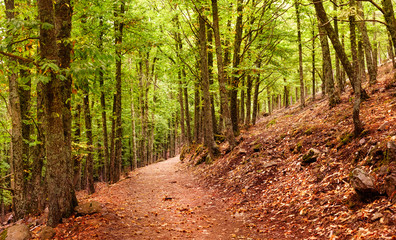 Castanar de El Tiemblo