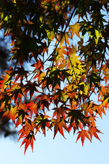 紅葉