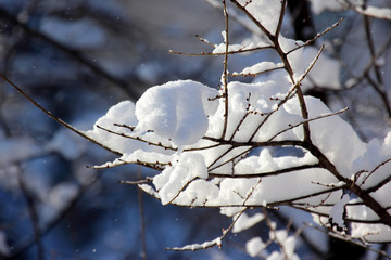 snow-covered tree branches in winter