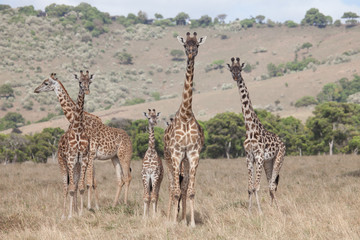 Family of different size giraffes in Kenya, Africa
