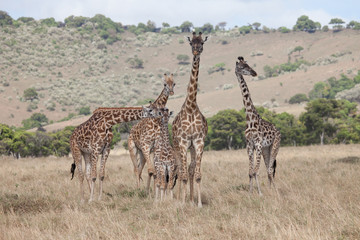 Naklejka na ściany i meble Family of different size giraffes in Kenya, Africa