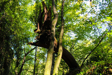 Fototapeta premium Ein Junger Baum hält seinen alten Toten Vater, Abstrakte Kunst