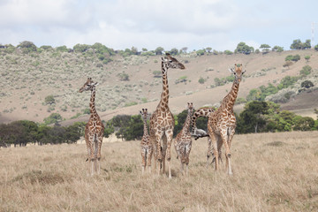 Family of different size giraffes in Kenya, Africa