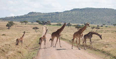 Fototapeta na wymiar Family of giraffes stride across a dirt road in Kenya
