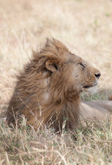 Wind blowing the mane of a male lion