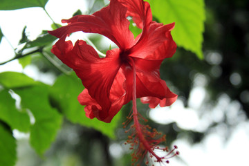 beautiful exotic flowers of Bali island, Indonesia