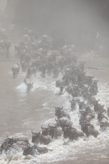 Great Migration River Crossing Extreme