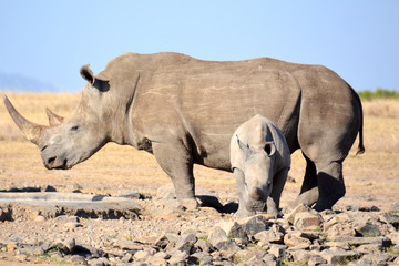 Fototapeta premium Mom and Baby Rhinoceros i African Savanna.