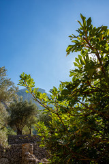 Urlaub, Mallorca, Palmen, Bananen, Wandern, Katze, Kitty, Tiere, Früchte