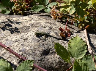 Villarrica - Chile - lizard - 