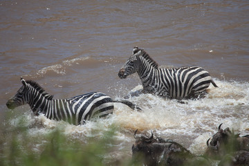 Fototapeta na wymiar Stampede of wildebeest and zebra crossing the river in the Great Migration of Serengeti