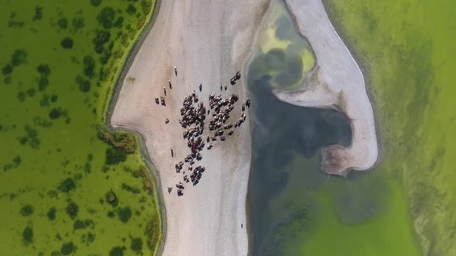 Aerial drone shot top view herd of horse along a lake in Mongolia. Camera moving toward the horses