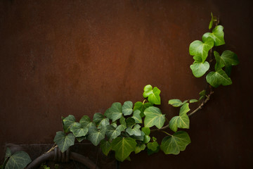 clover leaves on background