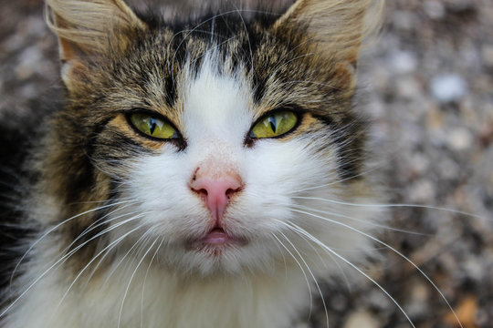 Gesicht einer struppigen Katze mit stechend Grünen Augen