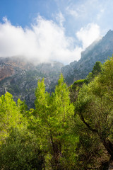 Urlaub, Mallorca, Palmen, Bananen, Wandern, Katze, Kitty, Tiere, Früchte