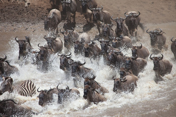 Stampede of wildebeest and zebra crossing the river in the Great Migration of Serengeti - obrazy, fototapety, plakaty