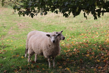 Fototapeta premium fluufy woolen coats .sheep in a field tagged for ownership