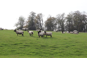 fluufy woolen coats .sheep in a field tagged for ownership