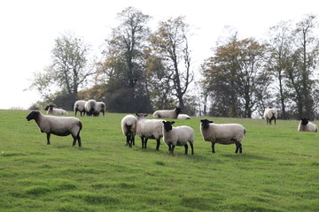 Obraz premium fluufy woolen coats .sheep in a field tagged for ownership