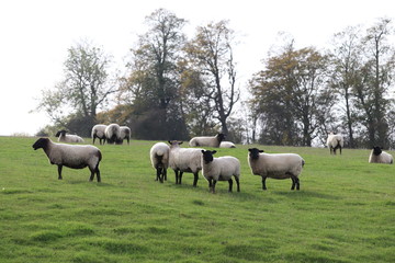 fluufy woolen coats .sheep in a field tagged for ownership