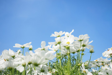 White cosmos flowers field with blue sky background.