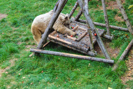 Ein Braunbär in einen Tierschutzzentrums der Vier Pfoten in Arbesbach im Waldviertel Niederösterreichs, Österreich