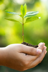 close-up human hands holding a young green plant in green backgound. Save the world and World Environment Day concept.