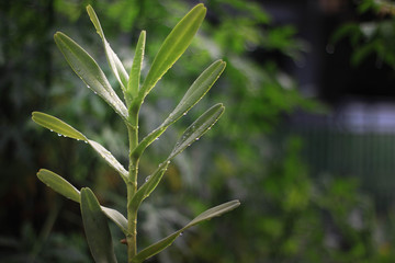 Green gimstory orchids start to grow