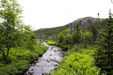 Butterpott Neufundland