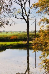stunning reflecting image of a tree on water autumn leaves falling