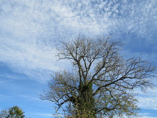 bare tree high in the blue sky wih fluffy clouds.copy space