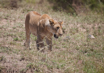 Fototapeta premium Powerful lion stalking near the camera