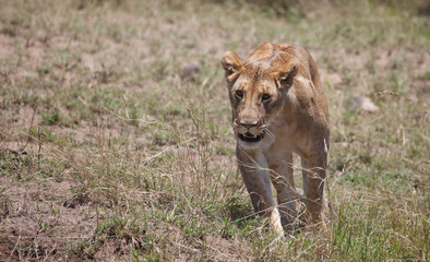 Fototapeta na wymiar Powerful lion stalking near the camera